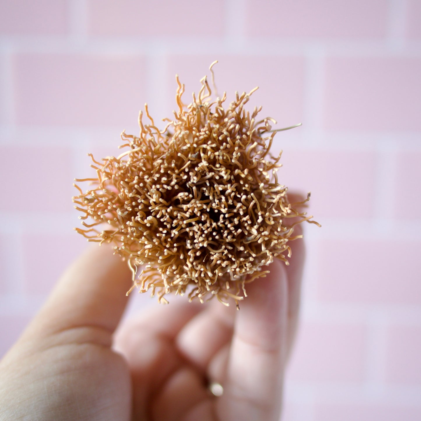 Escobetas de Raiz - Zero Waste Root Dish Scrubbers in Fun Colors